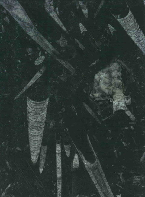 Fossile Nero - мрамор